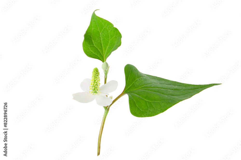 flowers of houttuynia on a white background flowers of houttuynia on a white background