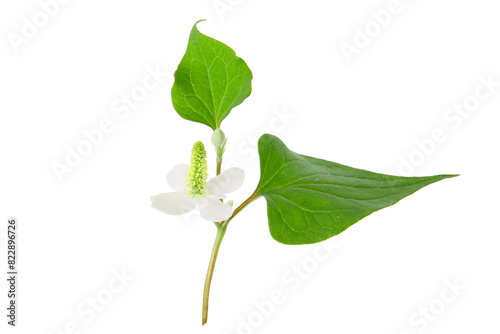 flowers of houttuynia on a white background