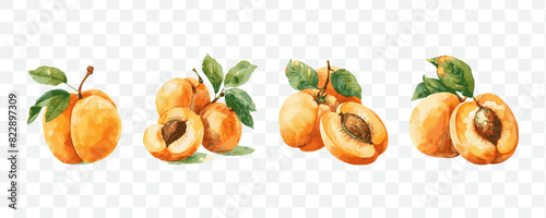 Apricot fruit watercolor isolated transparent objects