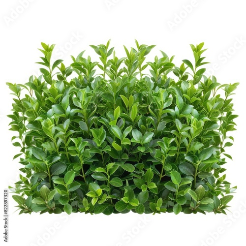 Green Shrub border plant hedge shrub isolated on white background 