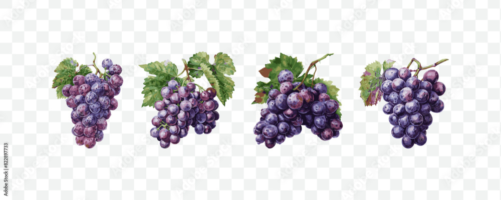 Fototapeta premium Grapes watercolor isolated transparent