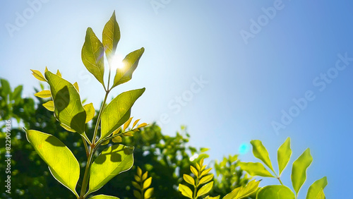 新緑の初夏の木洩れ日　若葉と太陽の光 © skyhigh.ring