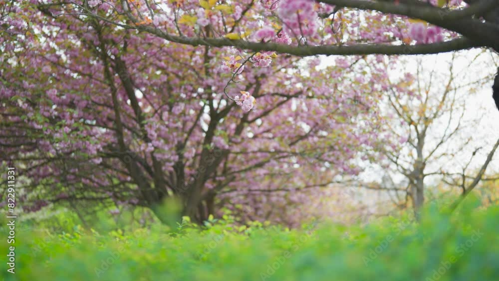 Idyllic view of blossoming Japanese cherry tree and green grass meadow, Czechia Idyllic view of blossoming Japanese cherry tree and green grass meadow, Czechia