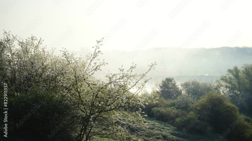 Bright morning sunrise mist and blooming tree with white petals, Czechia Bright morning sunrise mist and blooming tree with white petals, Czechia
