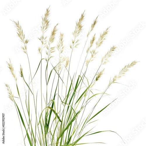 Flowery grass meadown isolated on white background ​