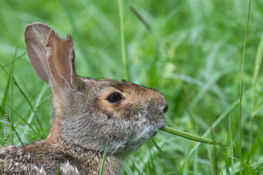 Fototapeta premium Swamp rabbit (Sylvilagus aquaticus) feeding in the grass, close up, Texas, USA.