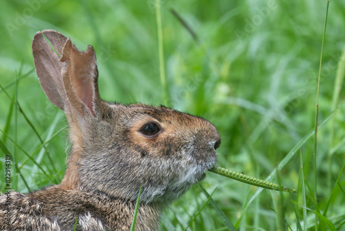 Swamp rabbit (Sylvilagus aquaticus) feeding in the grass, close up, Texas, USA.