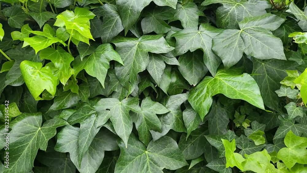 Full frame background with a natural fence of ivy green leaves. A green leaves swaying in the wind.