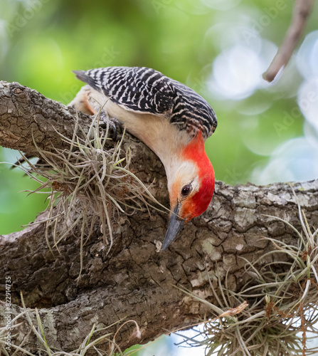 Red-bellied woodpecker (Melanerpes carolinus) looking for food over tree at Hermann Park, Houston, Texas, USA