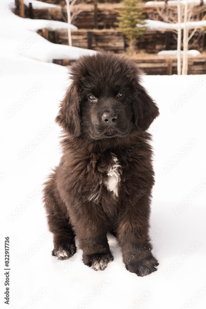 black newfoundland puppy with white patch on snow in Colorado black newfoundland puppy with white patch on snow in Colorado