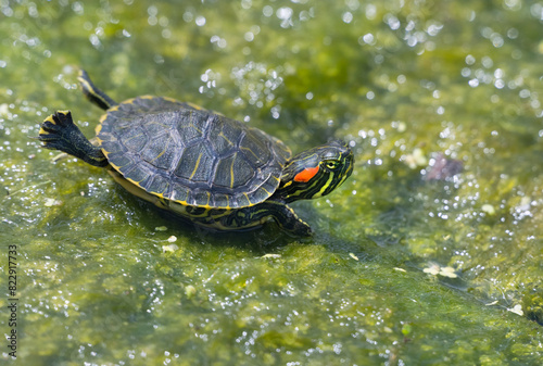 The red-eared slider or red-eared terrapin (Trachemys scripta elegans)
