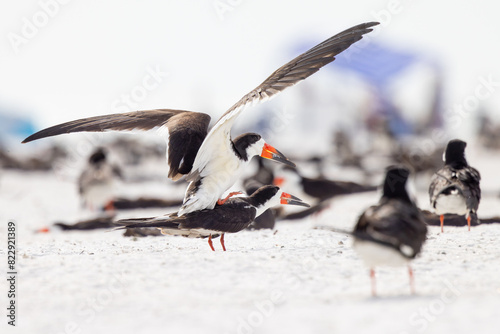 Black skimmers (Rynchops niger) breeding / mating on Lido Beach, Florida, the site of a nesting colony photo