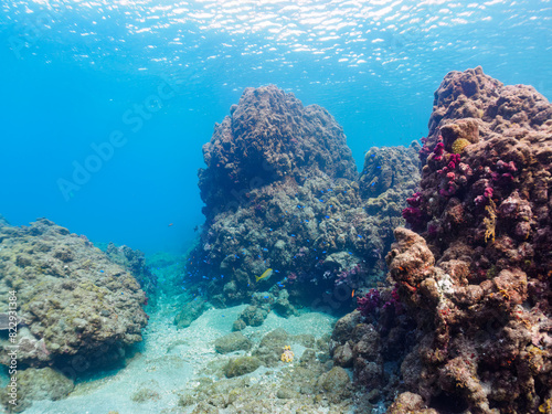                                                                                                                                                                                                                                                 2022                       A beautiful reef where Alcyonacea  Orange Cup Coral  Tubastraea foulkneri  and other soft corals grow in 
