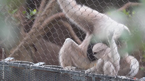 Cute Baby Pileated Gibbon with Parent Inside The Zoo Cage. Close-up Shot photo