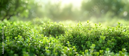 Lush Thyme Clusters in Natural Impressionist Landscape