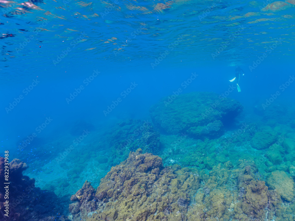 ウミトサカ（ウミトサカ科）、イボヤギ（キサンゴ科）他のソフトコーラルが群生する美しい岩礁。

日本国静岡県伊豆半島賀茂郡南伊豆町中木から渡し船で渡るヒリゾ浜にて。
2022年夏水中撮影。

A beautiful reef where Alcyonacea, Orange Cup Coral (Tubastraea foulkneri) and other soft corals grow in 
