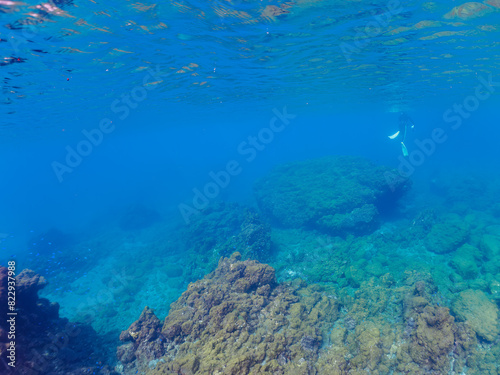 ウミトサカ（ウミトサカ科）、イボヤギ（キサンゴ科）他のソフトコーラルが群生する美しい岩礁。日本国静岡県伊豆半島賀茂郡南伊豆町中木から渡し船で渡るヒリゾ浜にて。 2022年夏水中撮影。A beautiful reef where Alcyonacea, Orange Cup Coral (Tubastraea foulkneri) and other soft corals grow in 