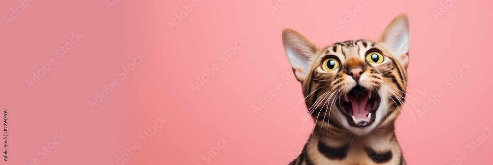 Funny cat make a speech, wide panoramic banner, advertisement template, bright bg. Funny cat make a speech, wide panoramic banner, advertisement template, bright bg.