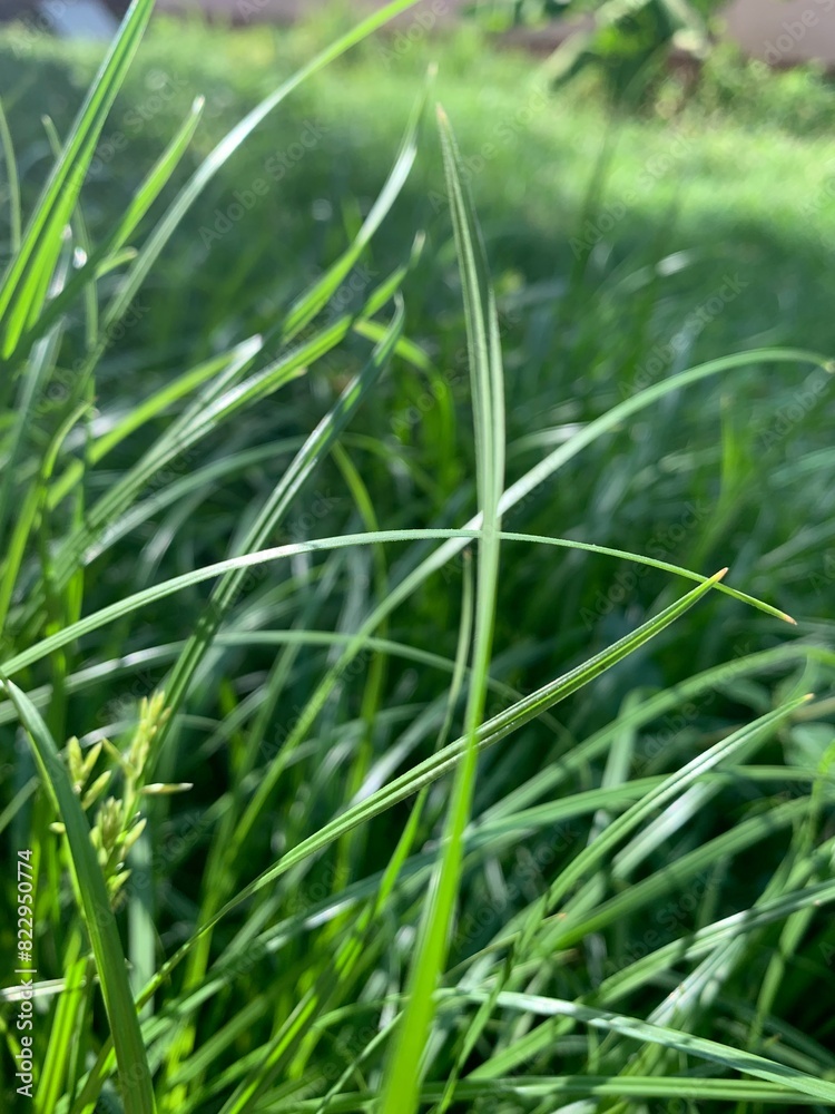 Obraz premium grass and dew