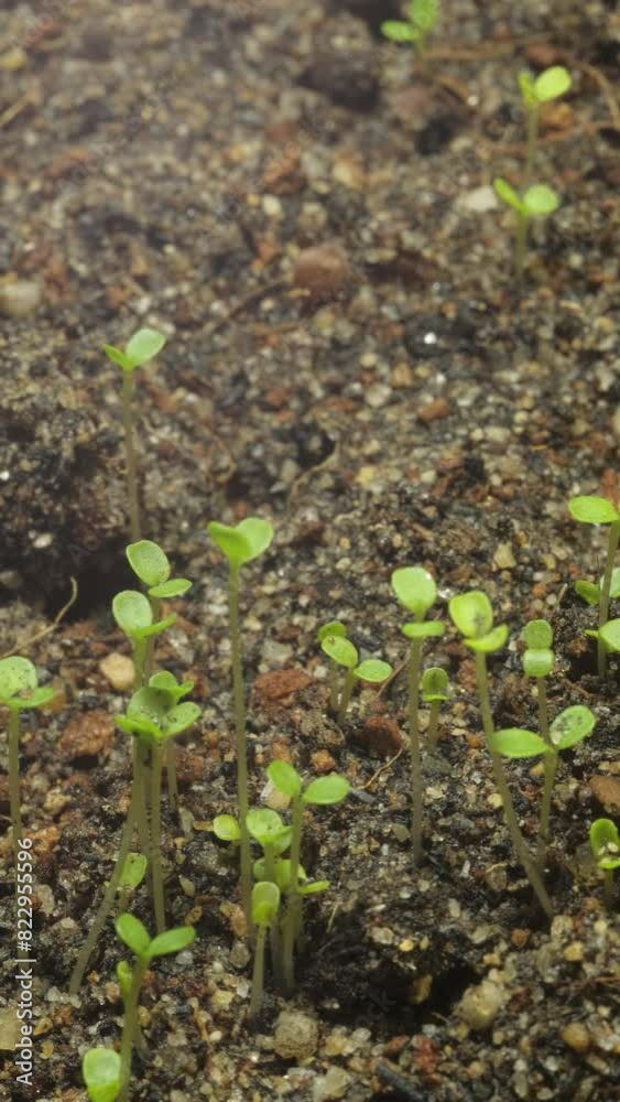 Growing seeds rising from soil vertical time lapse video. Growing seeds rising from soil vertical time lapse video.