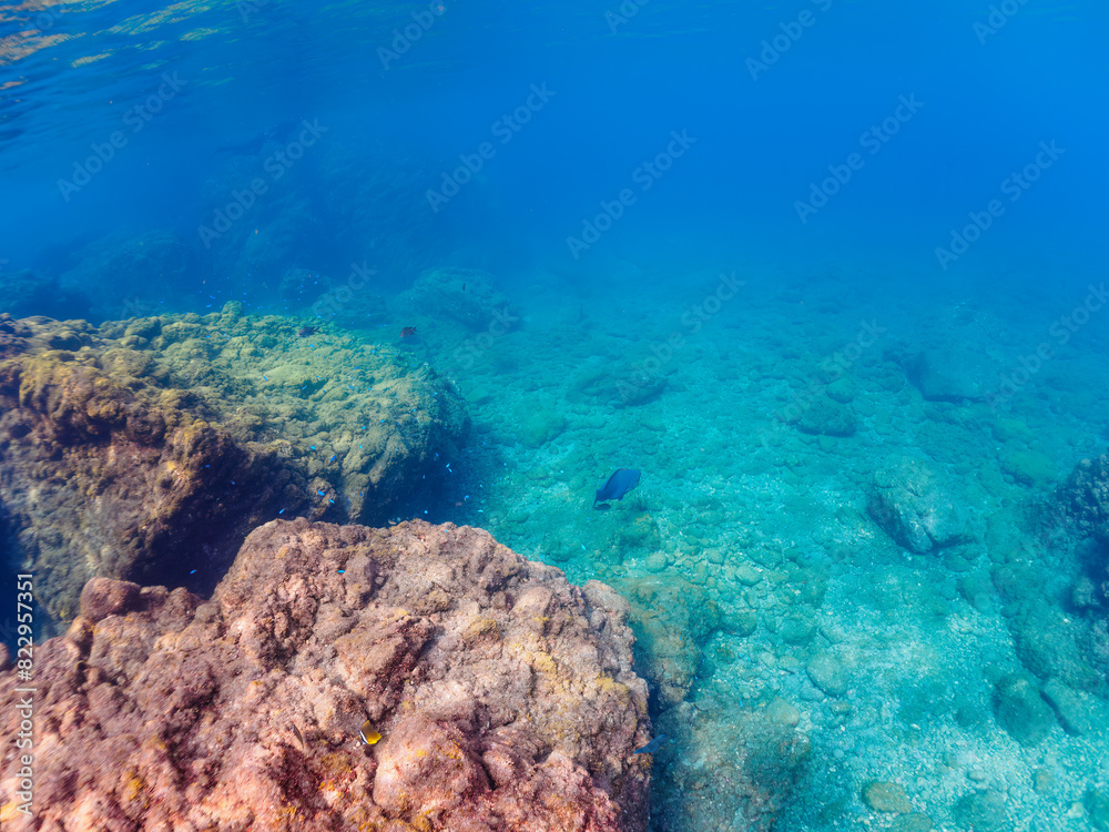 Fototapeta premium 大きく美しいアオブダイ（ブダイ科）。日本国静岡県伊豆半島賀茂郡南伊豆町中木から渡し船で渡るヒリゾ浜にて。 2022年夏水中撮影。A large and beautiful Knobsnout Parrotfish (Scarus ovifrons).Hirizohama beach, by ferry from Nakagi, Minami-Izu-cho, Izu Peninsul