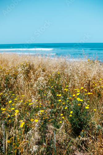 Sandy beach in Haifa, Israel. grass and flowers are located along the beach. © zhukovvvlad
