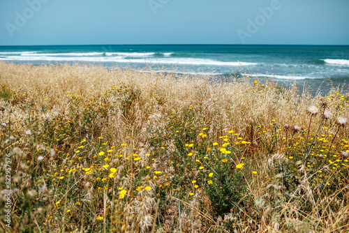 Sandy beach in Haifa, Israel. grass and flowers are located along the beach.