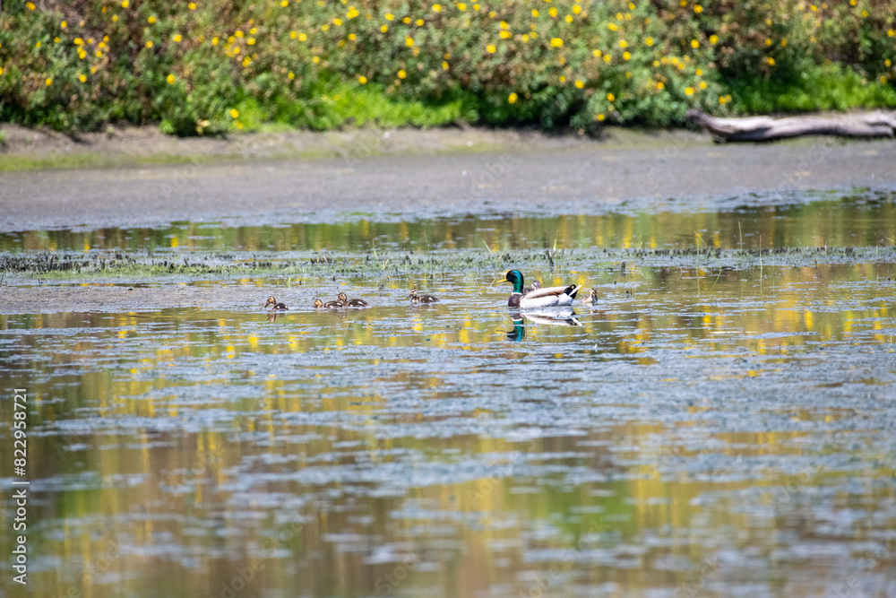 Baby Ducks on a pond in the springtime Baby Ducks on a pond in the springtime