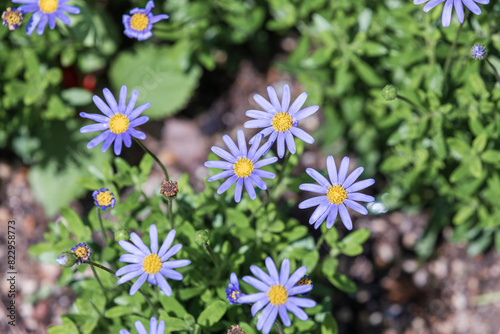 Blue Daisy with a cobalt blue color. blue felicia, blue daisy bush, blue marguerite, kingfisher daisy, Felicia amelloides photo