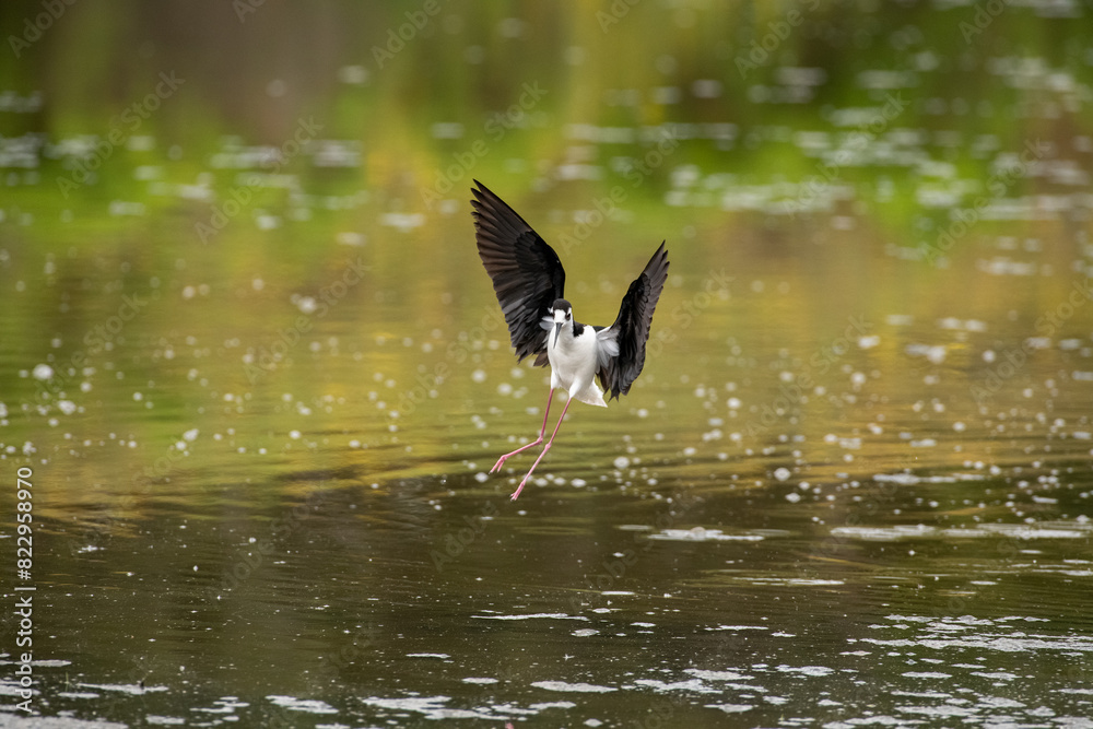 Black Necked stilt in a marsh setting