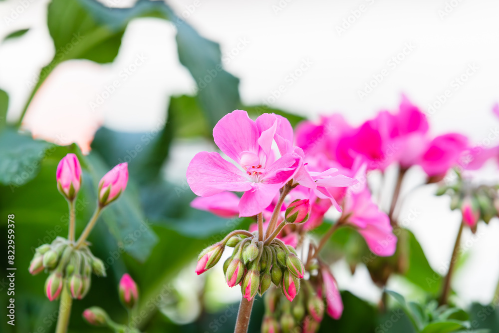 Geranium flowers found in a flower bed. warm sunshine - geraniums, Pelargonium Geranium flowers found in a flower bed. warm sunshine - geraniums, Pelargonium
