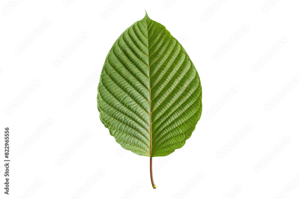 Fototapeta premium Kratom leaf isolated on a white background