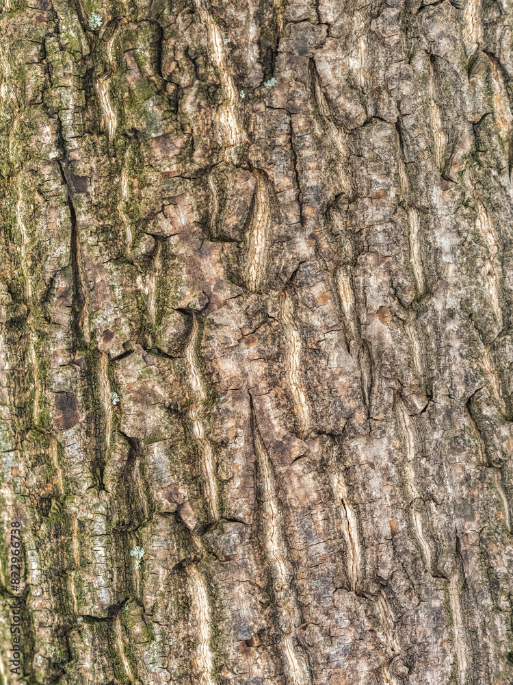 The texture of the bark of an old willow. Detailed bark texture. Natural background The texture of the bark of an old willow. Detailed bark texture. Natural background