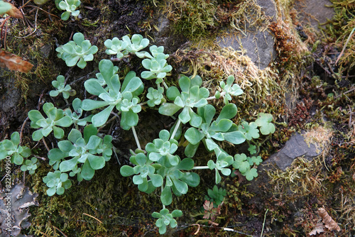 Closeup on the North-American broadleaf yellow or spoon-leaved stonecrop Sedum spathulifolium photo