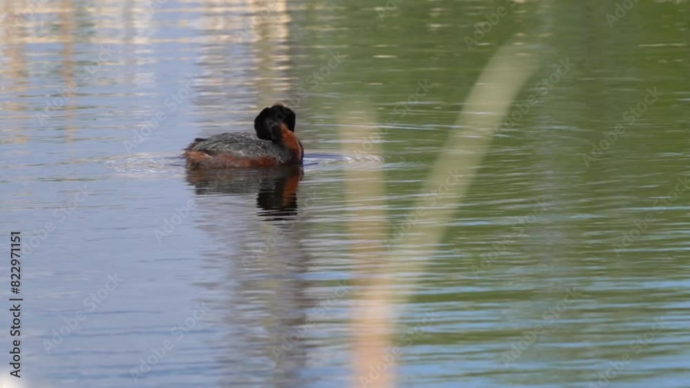 Charming Horned Grebes on a Beautiful Urban Lake Charming Horned Grebes on a Beautiful Urban Lake