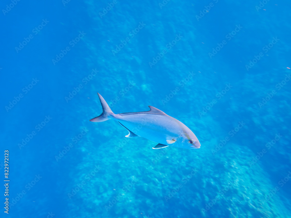 Fototapeta premium キビナゴの大群を襲う迫力あるカンパチとツムブリ（アジ科）の群れ。日本国静岡県伊豆半島賀茂郡南伊豆町中木から渡し船で渡るヒリゾ浜にて。 2022年夏水中撮影。Greater Amberjack (Seriola dumerili) and Rainbow Runner (Elagatis bipinnulata) (horse mackerel family) attacking a lar