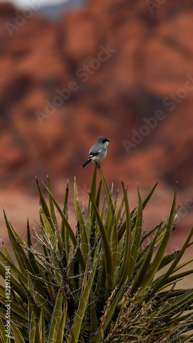 Photography Bird sitting on plant looking at red mountain - Loggerhead Shrike in Red Rock Ca