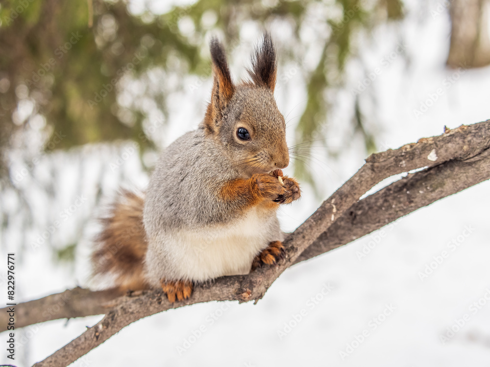 The squirrel with nut sits on tree in the winter or late autumn The squirrel with nut sits on tree in the winter or late autumn