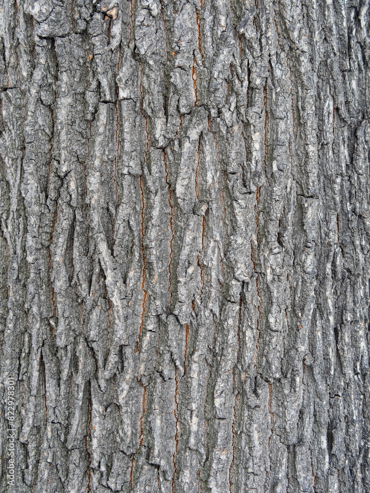 Bark texture and background of a old tree trunk. Detailed bark texture. Bark texture and background of a old tree trunk. Detailed bark texture.