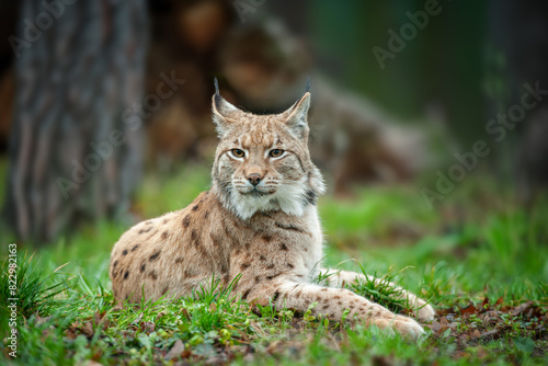 Lynx sitting in the grass in the woods