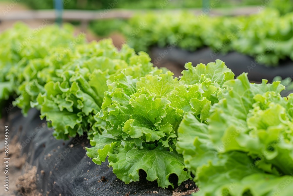 A close-up image of fresh, vibrant green lettuce leaves growing in a garden bed with other plants in the soft-focused background A close-up image of fresh, vibrant green lettuce leaves growing in a garden bed with other plants in the soft-focused background