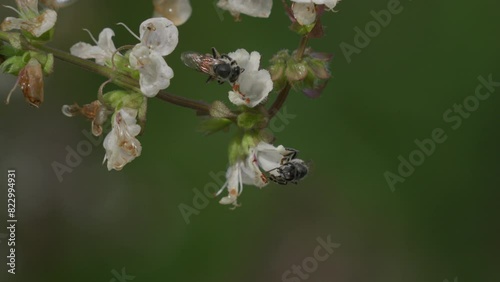 Apis florea collecting pollen from basil flower