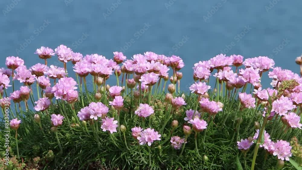 Thrift, Armeria maritima, growing on cliff by sea. Cornwall. UK Thrift, Armeria maritima, growing on cliff by sea. Cornwall. UK