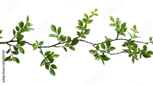 Green boxwood branch isolated on a transparent background