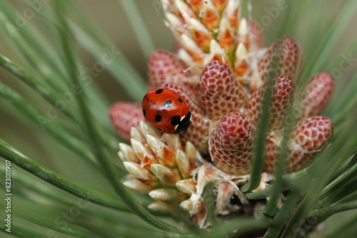 A hunting 7-spot Ladybird, Coccinella septempunctata, on the flowers of a Pine Tree.