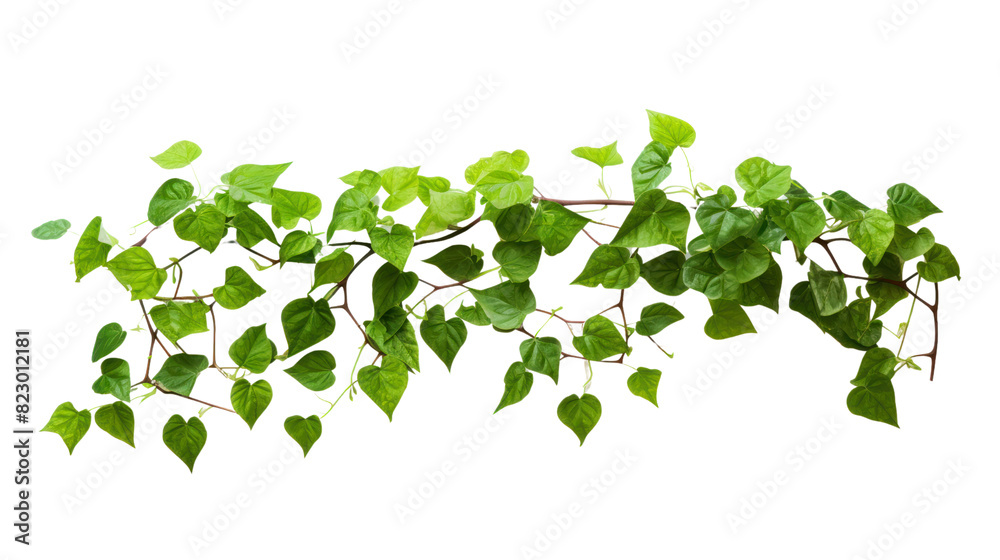 A cluster of fresh green leaves from various trees arranged isolated on white background. A cluster of fresh green leaves from various trees arranged isolated on white background.