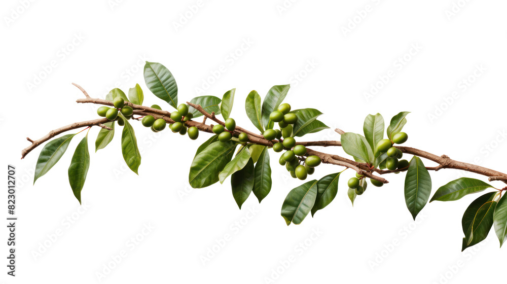 Coffee tree branch with green leaves and unripe coffee fruits or coffee ...