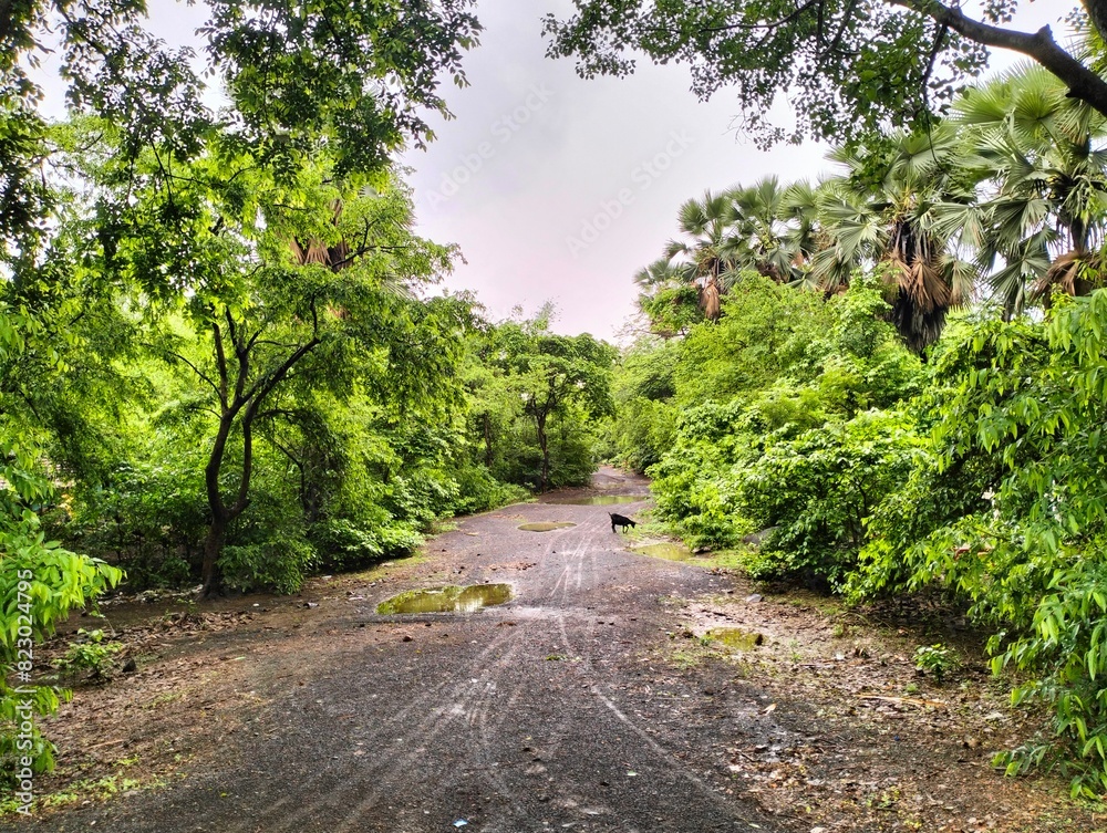 Fototapeta premium road in the forest