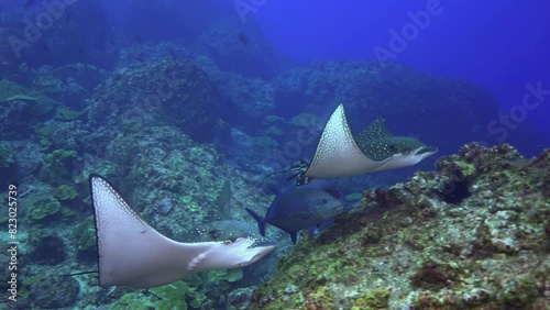 Pair of spotted eagle rays (Aetobatus narinari) swimming with bluefin trevally (Caranx melampygus). Wide slow motion shot captures harmony of different species in diverse marine ecosystem of Cocos photo