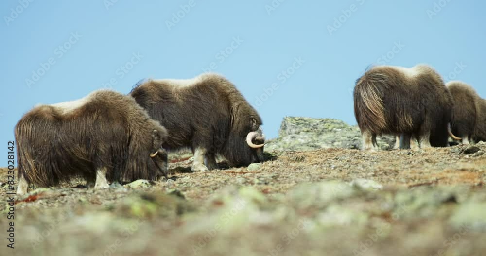 Wide angle side view of three musk oxen grazing in Norway mountain spring heat Wide angle side view of three musk oxen grazing in Norway mountain spring heat